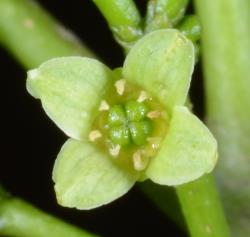 Image: P.B. Heenan © Landcare Research 2014 